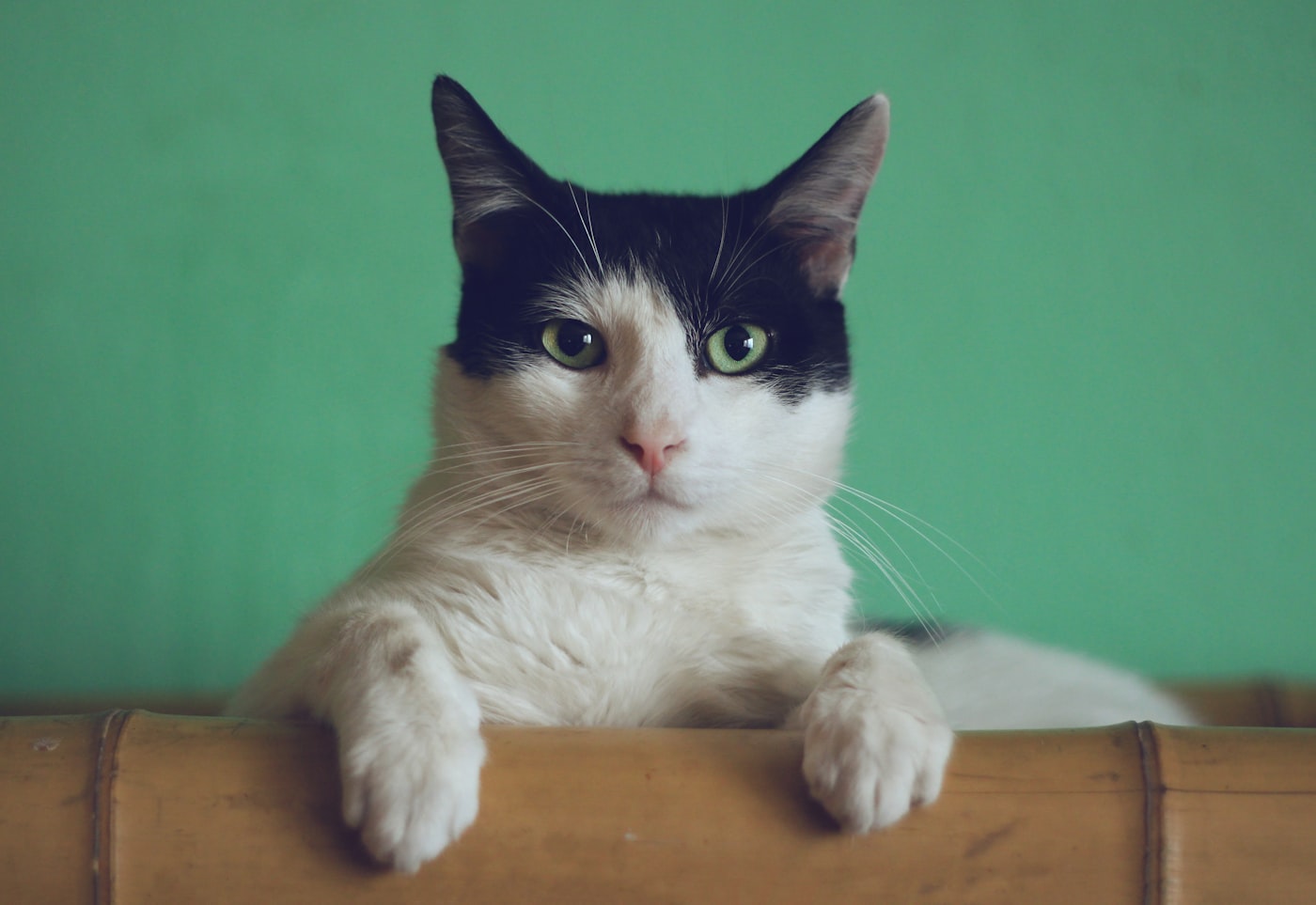 A cozy cat — cats and critters are welcome too