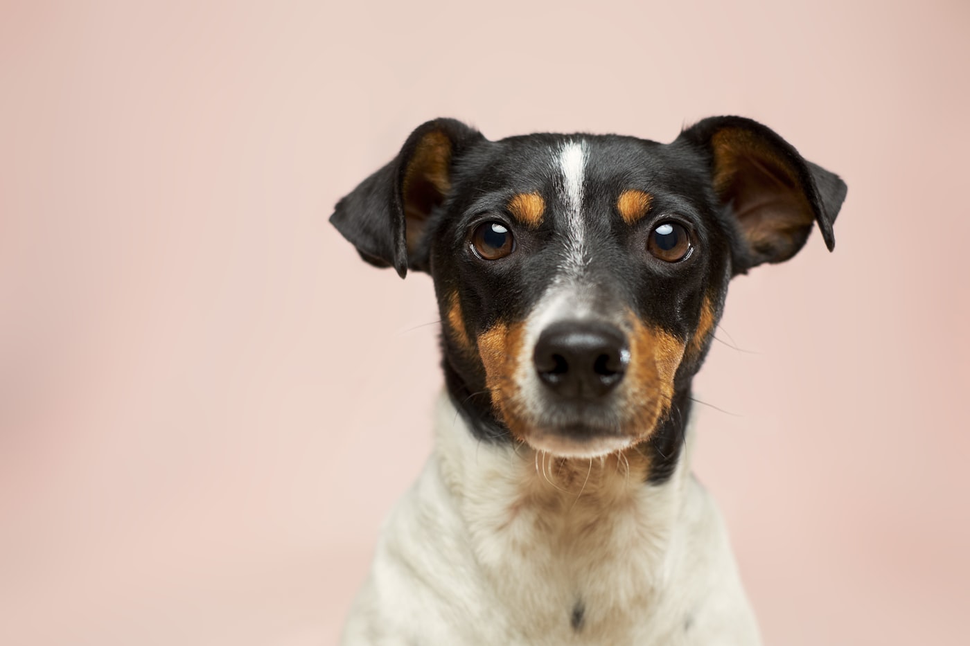 A calm, well-cared-for dog looking at the camera